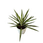 Silver yucca plant in 10 inch white classic pot