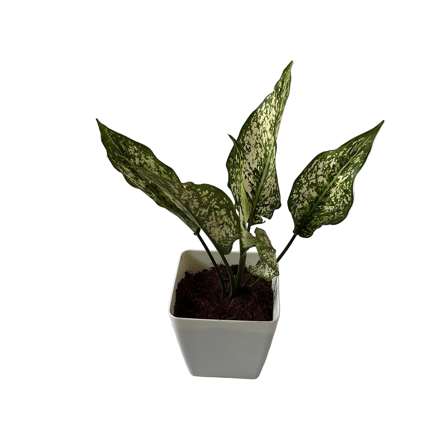 Snow white Plants In 4 Inch Orchid white square Pot