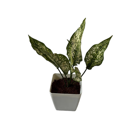 Snow white Plants In 4 Inch Orchid white square Pot