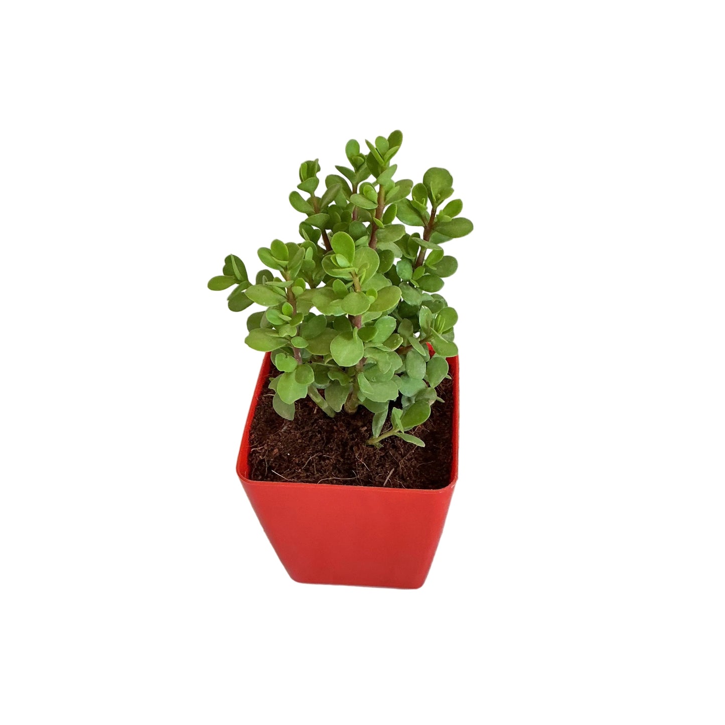 Jade Plant in 4 inch red orchid square pot