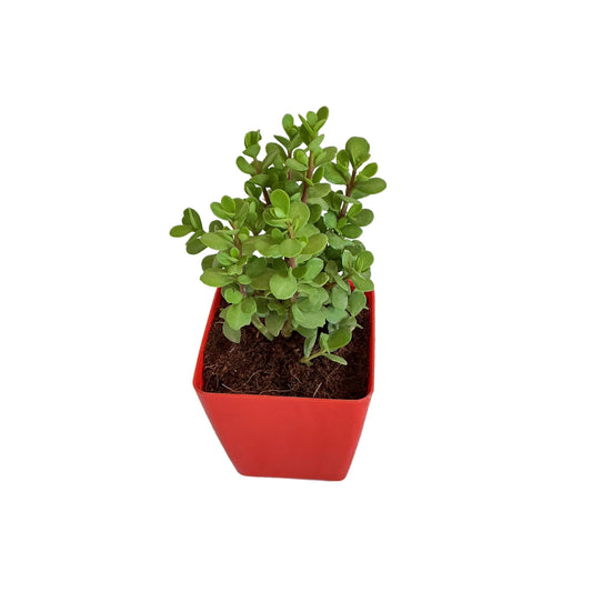 Jade Plant in 4 inch red orchid square pot