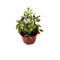 Schefflera verigated plant in 8 inch red nursery pot