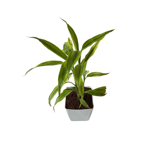 Golden lucky bamboo in 4 inch orchid white square pot