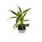 Golden lucky bamboo in 4 inch orchid white square pot