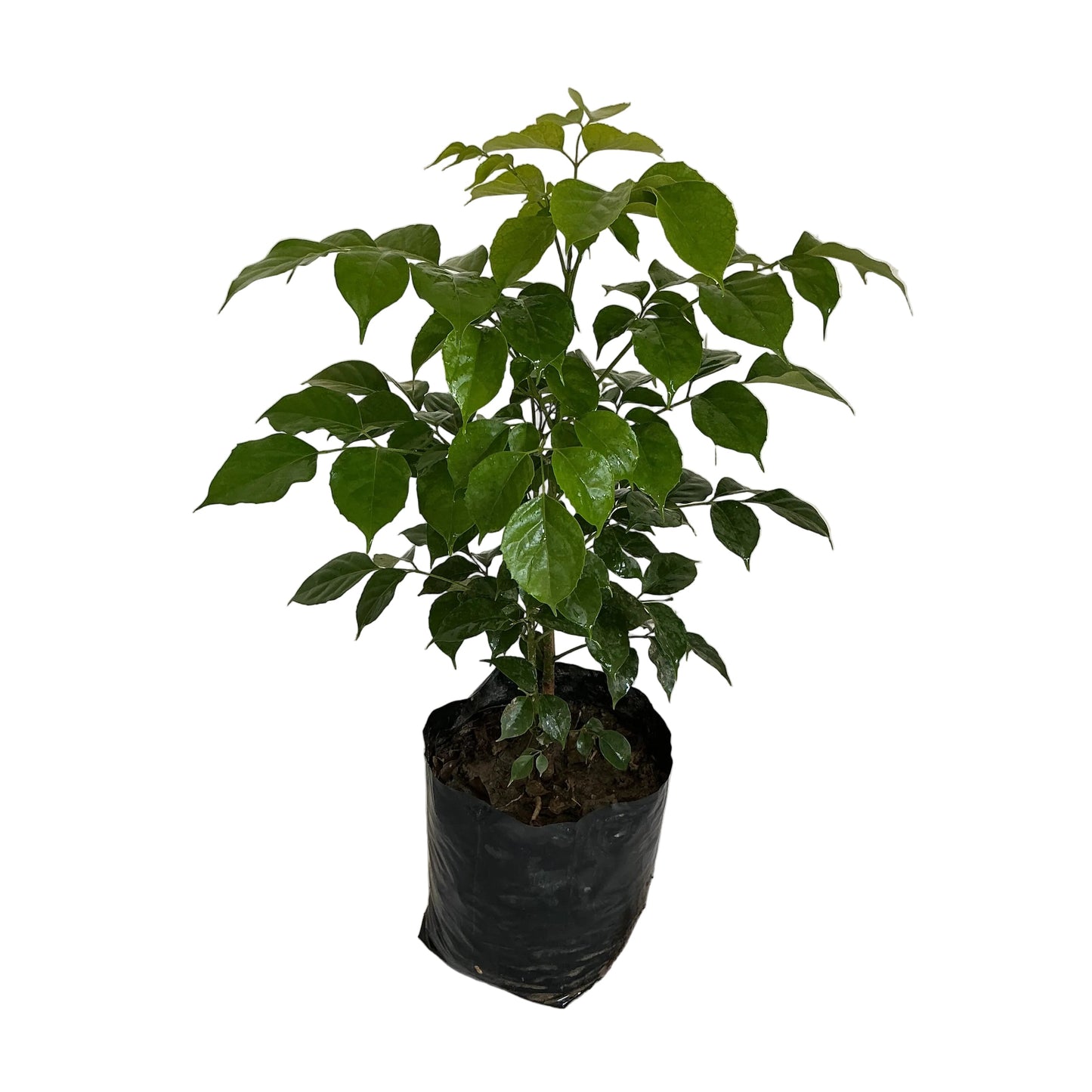 China Doll Plant (Redar Macheera Plant) In 8 Inch Poly Bag