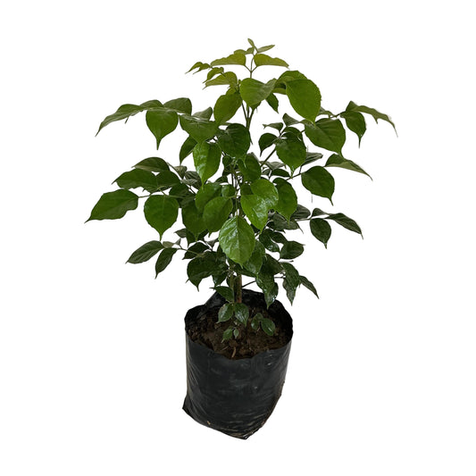 China Doll Plant (Redar Macheera Plant) In 8 Inch Poly Bag