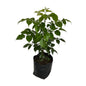China Doll Plant (Redar Macheera Plant) In 8 Inch Poly Bag