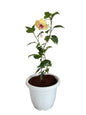 Hibiscus plant with 10 inch white classic pot