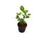 Mogra Flower Plant In 6 Inch Nursery Pot