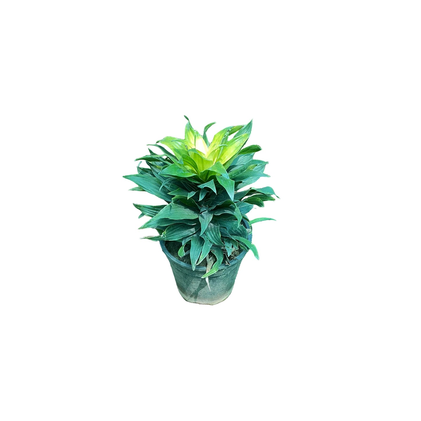 Dracaena Compacta Plant In 5 Inch Nursery Pots