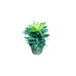 Dracaena Compacta Plant In 5 Inch Nursery Pots
