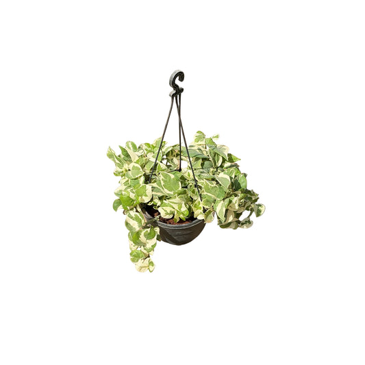 Marble Verigated  Money Plant Hanging Basket In 7 Inch pot