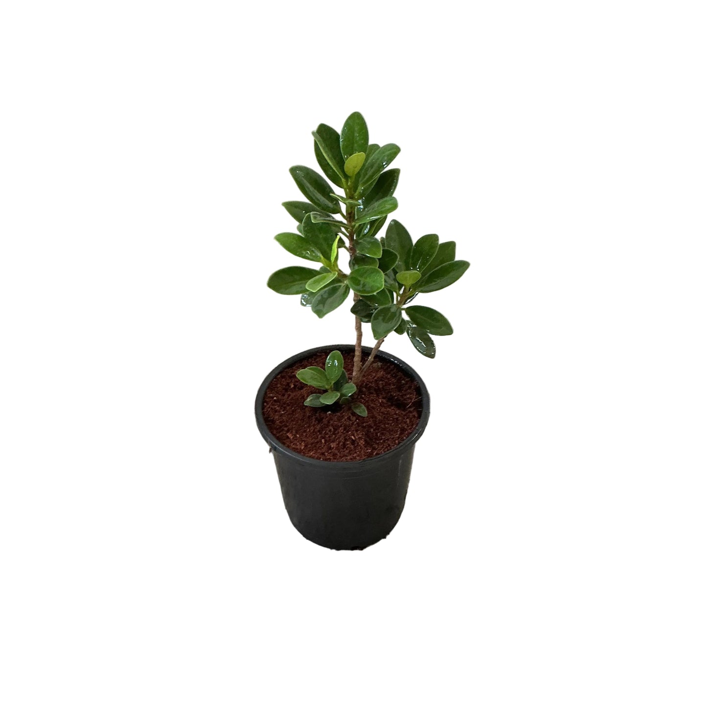 Ficus Long Ice Land In 6 Inch Nursery Pot