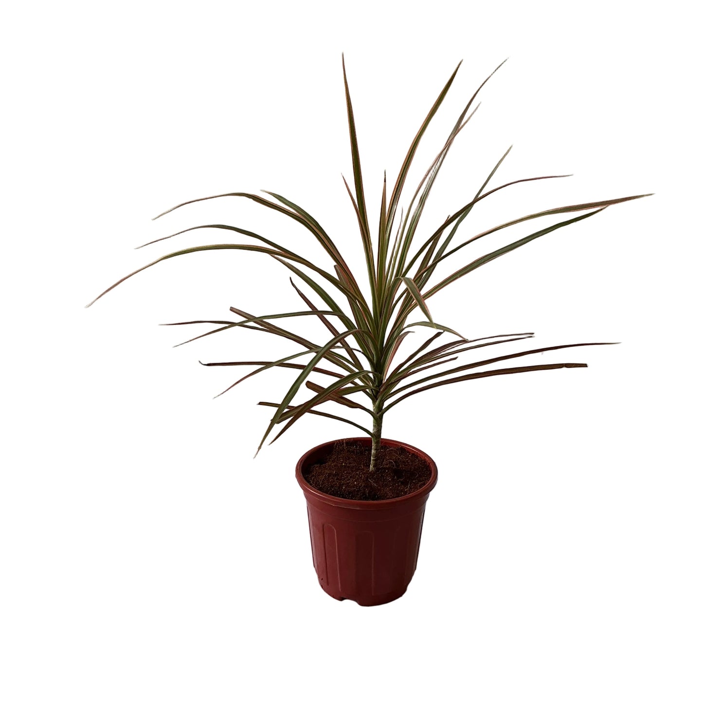 Dracaena Chloroma Plant In 6 Inch Red Nursery Pot