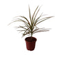 Dracaena Chloroma Plant In 6 Inch Red Nursery Pot