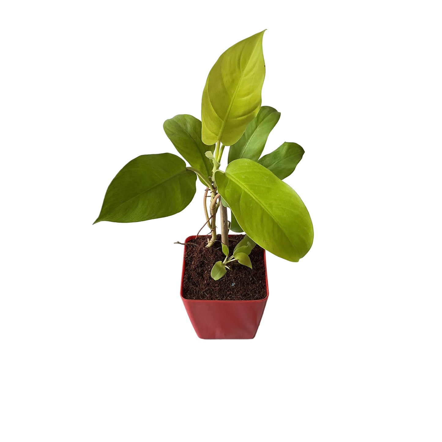 Golden philodendron in 4 inch orchid square red pot
