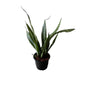 Snack Plant In 6 Inch Nursery Pot