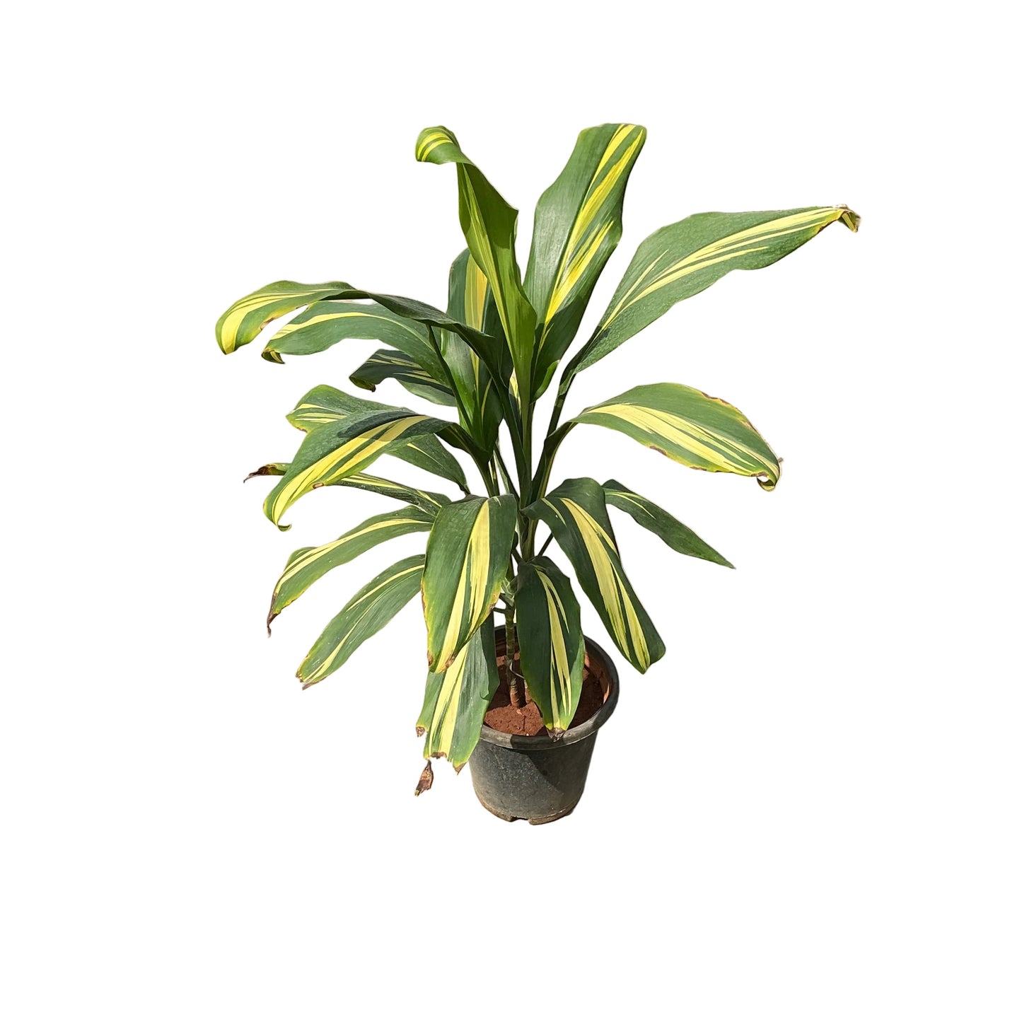 Buy Cordyline Kiwi Hawaiian Ti Plant In 10 Inch Nursery Pot