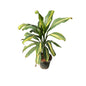 Buy Cordyline Kiwi Hawaiian Ti Plant In 10 Inch Nursery Pot