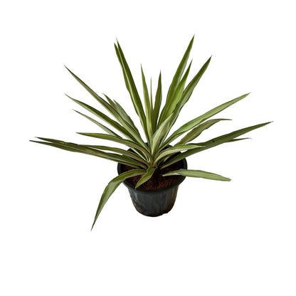 Silver yucca plant in 8 inch black nursery pot
