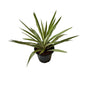 Silver yucca plant in 8 inch black nursery pot