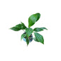 Peace Lily Plant In 4 Inch Bag