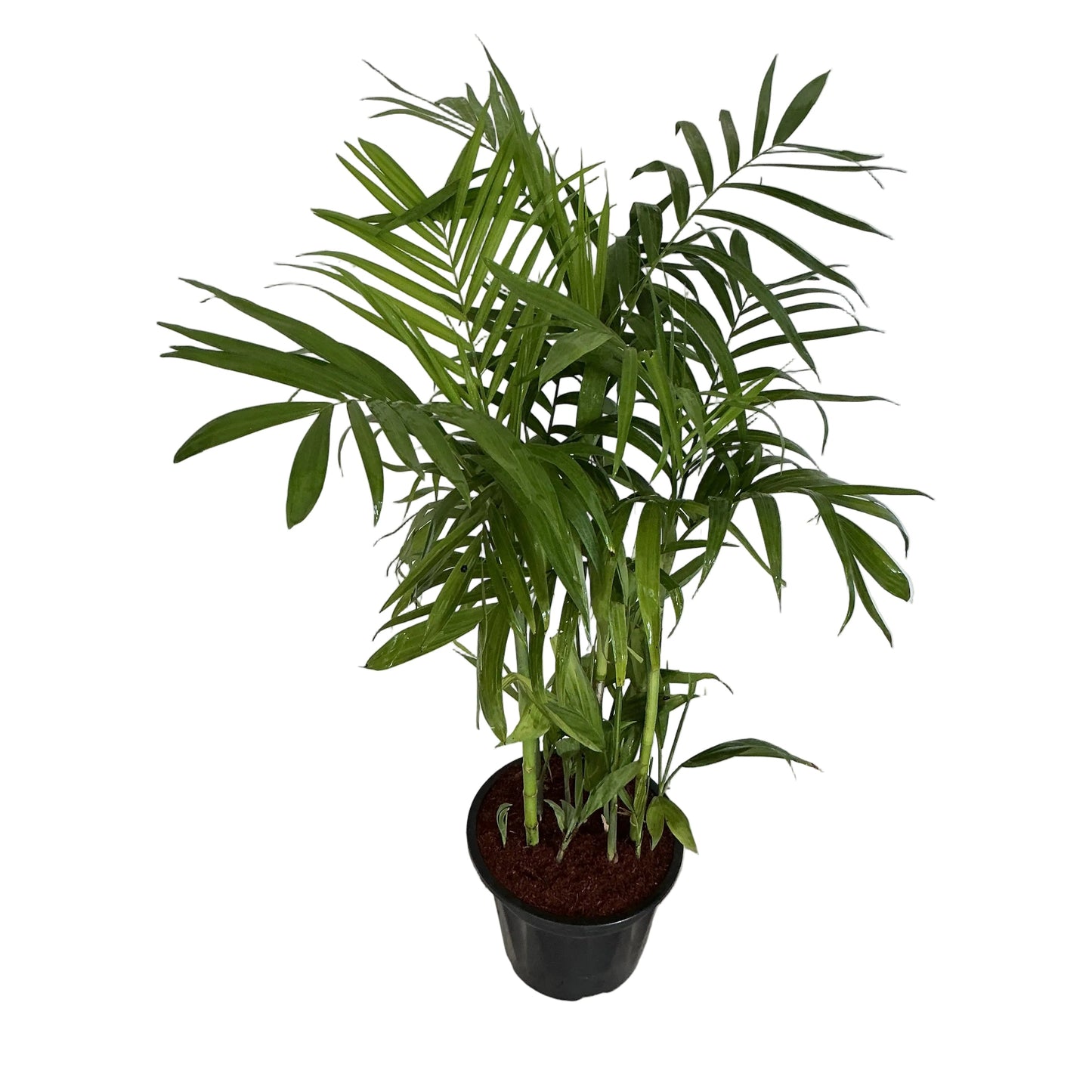 Sicotiya Palm/Bamboo Palm In 10 Inch Black Nursery Pot