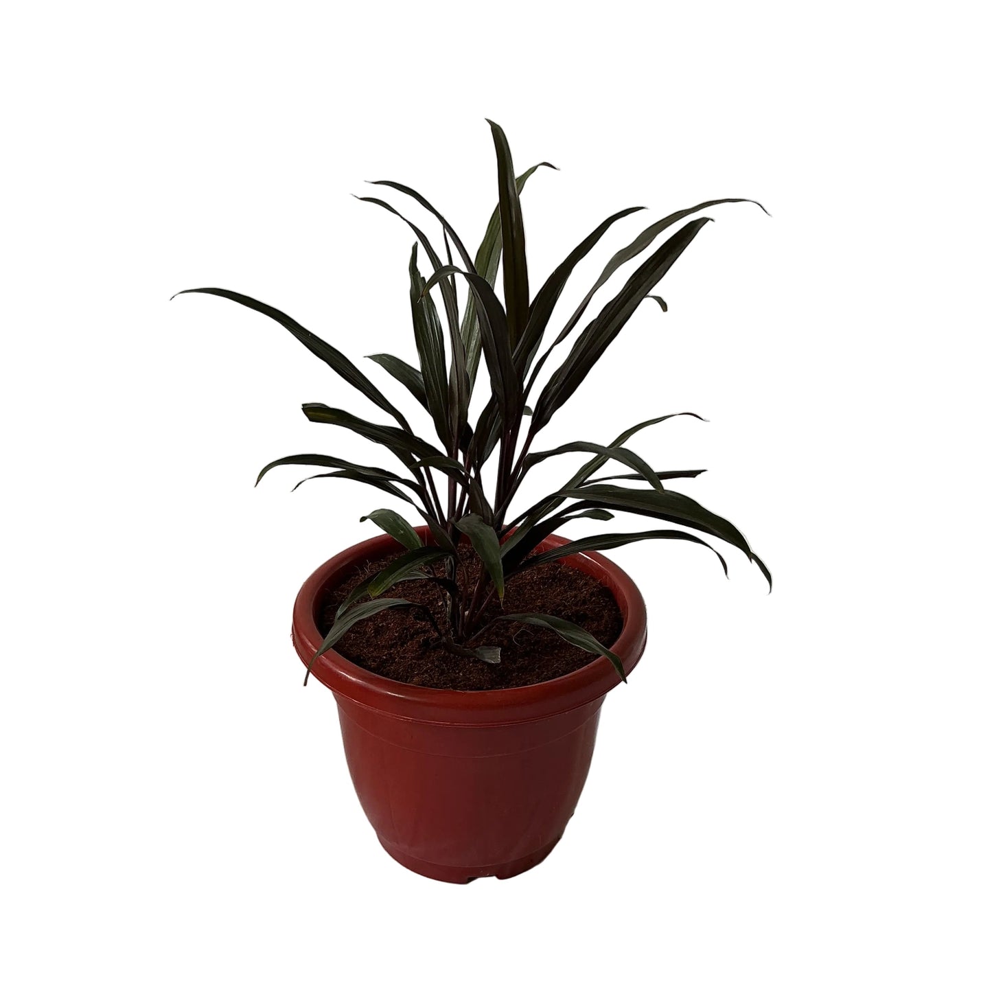 Dracaena Black Plant In 10 Inch Red Classic Pot
