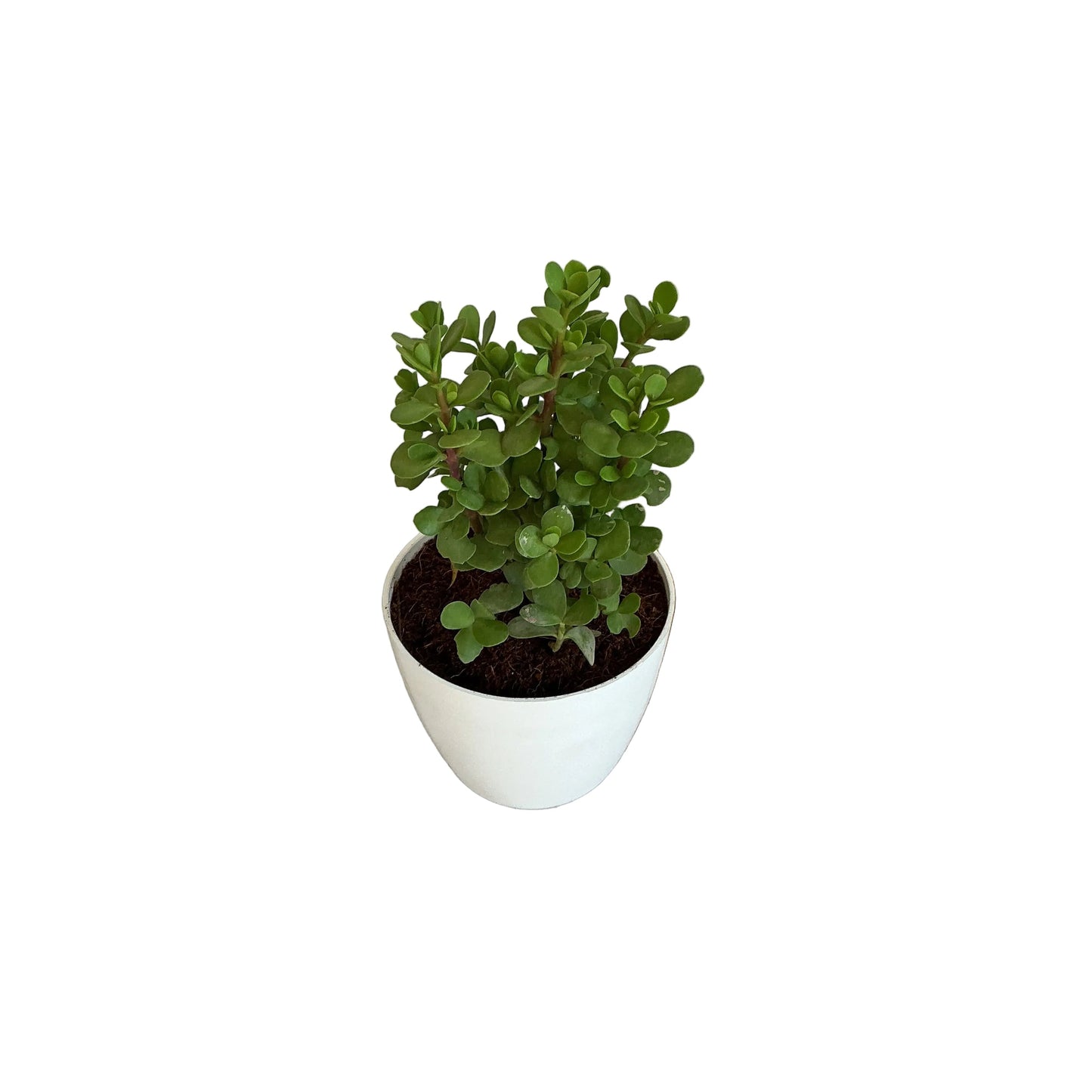 Jade plant in 4 inch white orchid round pot
