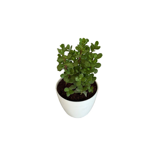 Jade plant in 4 inch white orchid round pot