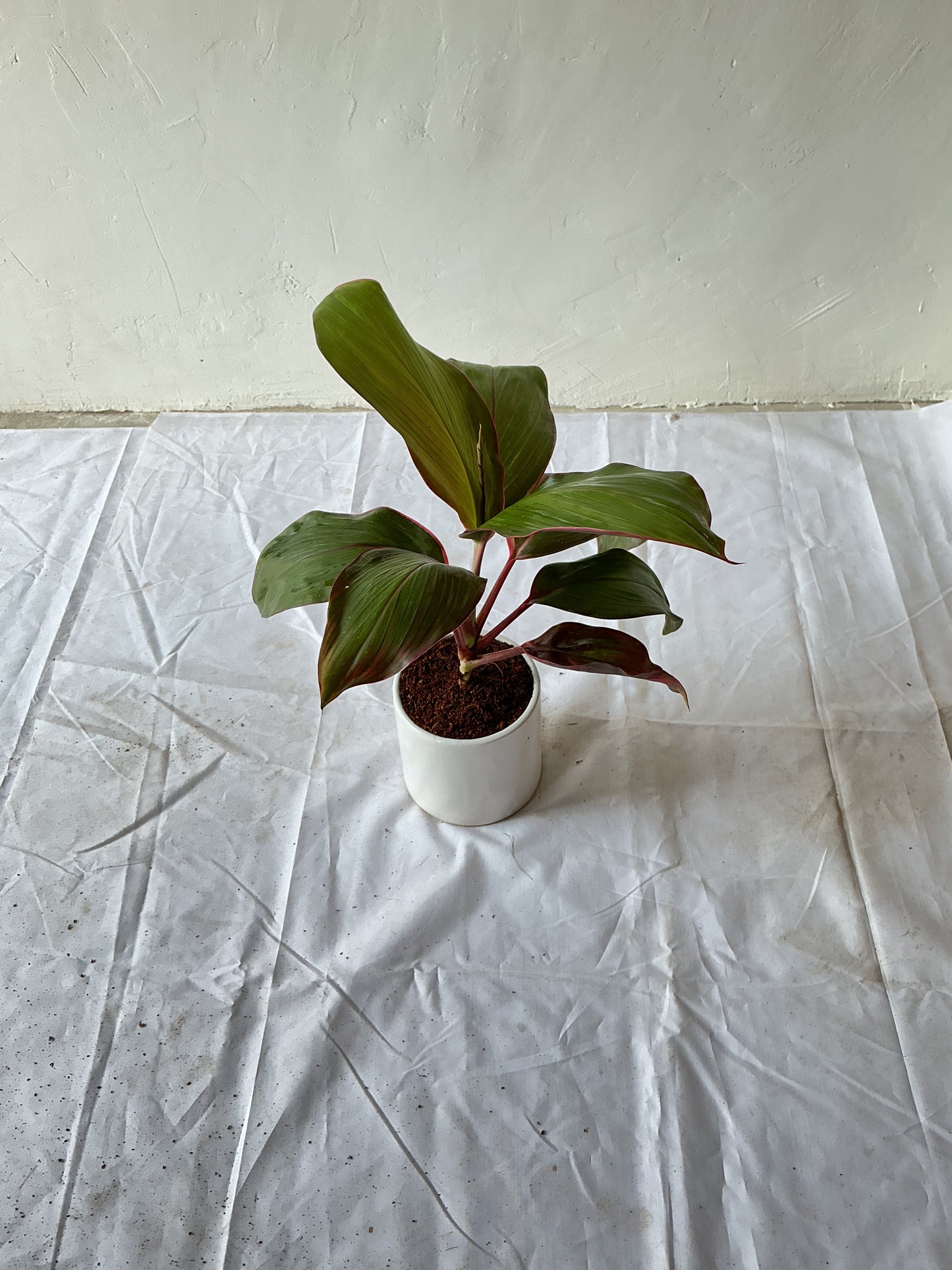 Dracaena Red Ruby plant (Rozia plant) in 4 inch any design ceramic pot.