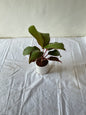 Dracaena Red Ruby plant (Rozia plant) in 4 inch any design ceramic pot.