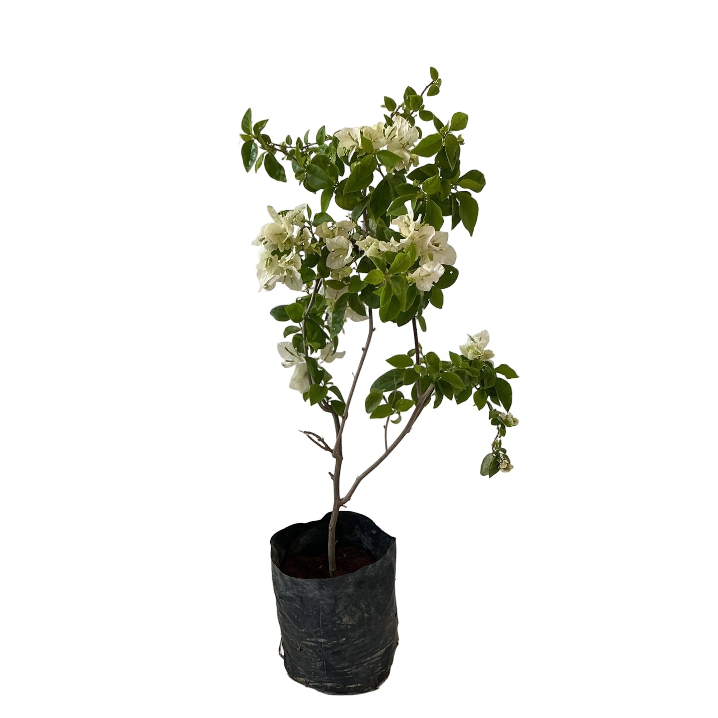 Baganvelliya Flower Plant In 10 Inch Poly Bag Any colour