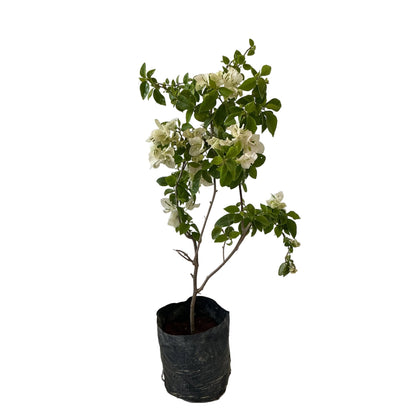Baganvelliya Flower Plant In 10 Inch Poly Bag Any colour