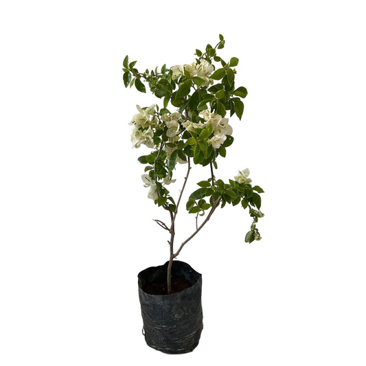 Baganvelliya Flower Plant In 10 Inch Poly Bag Any colour