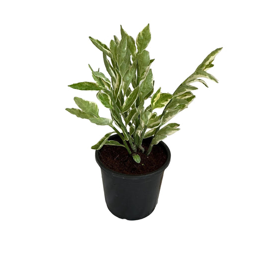 Pedilanthus Verigated Plant in 6 inch black nursery pot