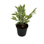 Pedilanthus Verigated Plant in 6 inch black nursery pot
