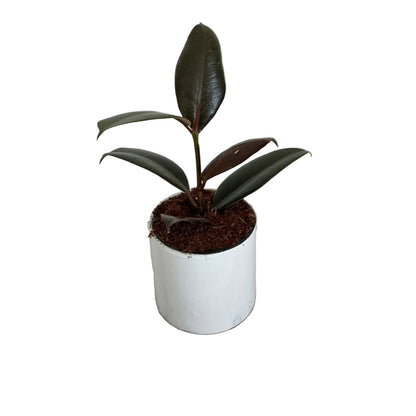 Ruber plant in 4 inch ceramic pots any design