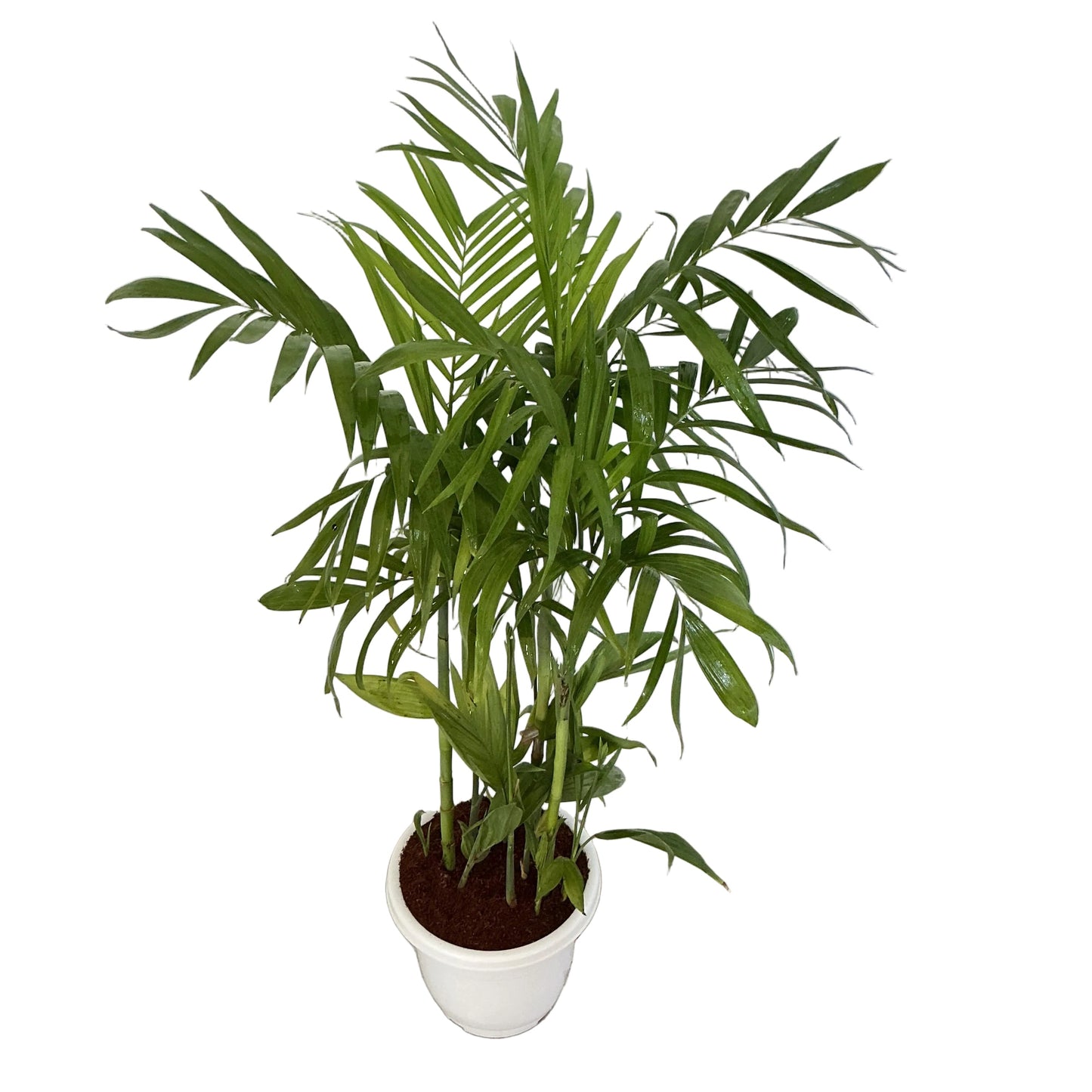 Sicotiya Palm/Bamboo Palm In 12 Inch White Classic Pot