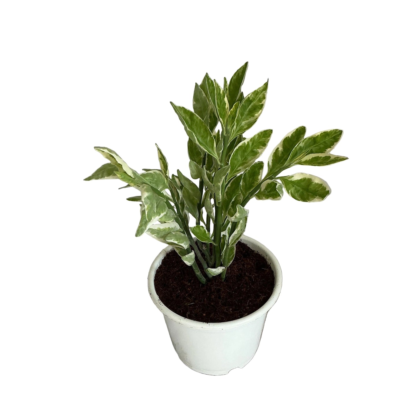 Pedilanthus Verigated Plant In 6 Inch Withe Nursery Pot