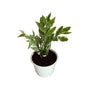 Pedilanthus Verigated Plant In 6 Inch Withe Nursery Pot