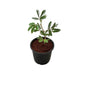 Touch me not plant/chui mui plant In 6 Inch Nursery Pot