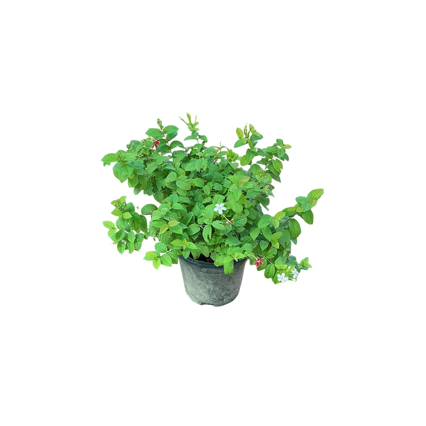 Madhu Malti Dwarf In 8 Inch Nursery Pot