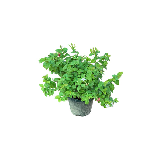 Madhu Malti Dwarf In 8 Inch Nursery Pot