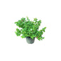 Madhu Malti Dwarf In 8 Inch Nursery Pot