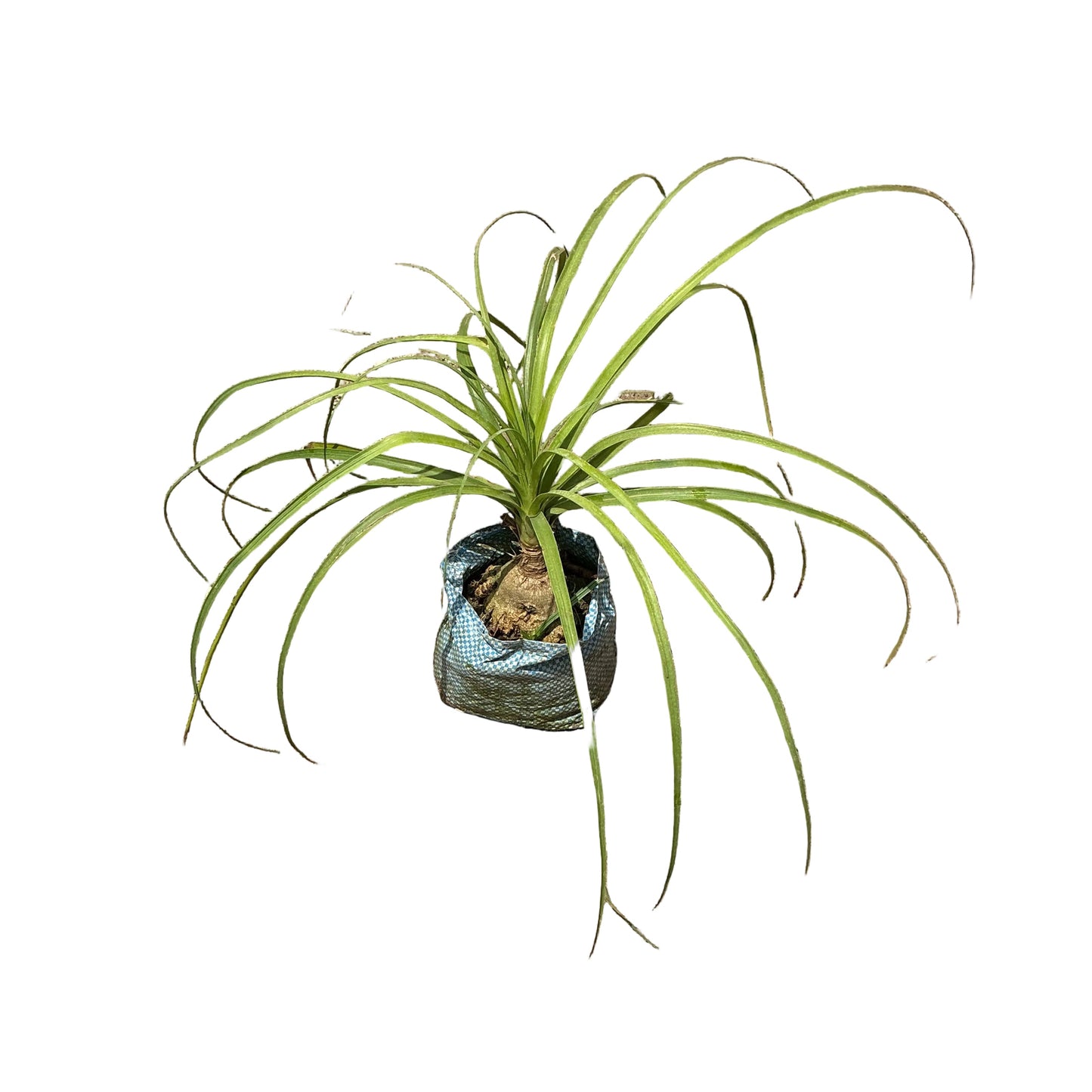 Nolina/Lonia Palm Plant In 4 Inch bag