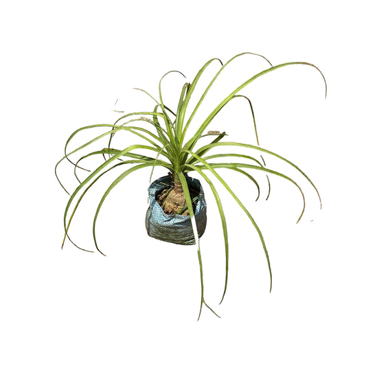 Nolina/Lonia Palm Plant In 4 Inch bag