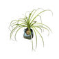 Nolina/Lonia Palm Plant In 4 Inch bag