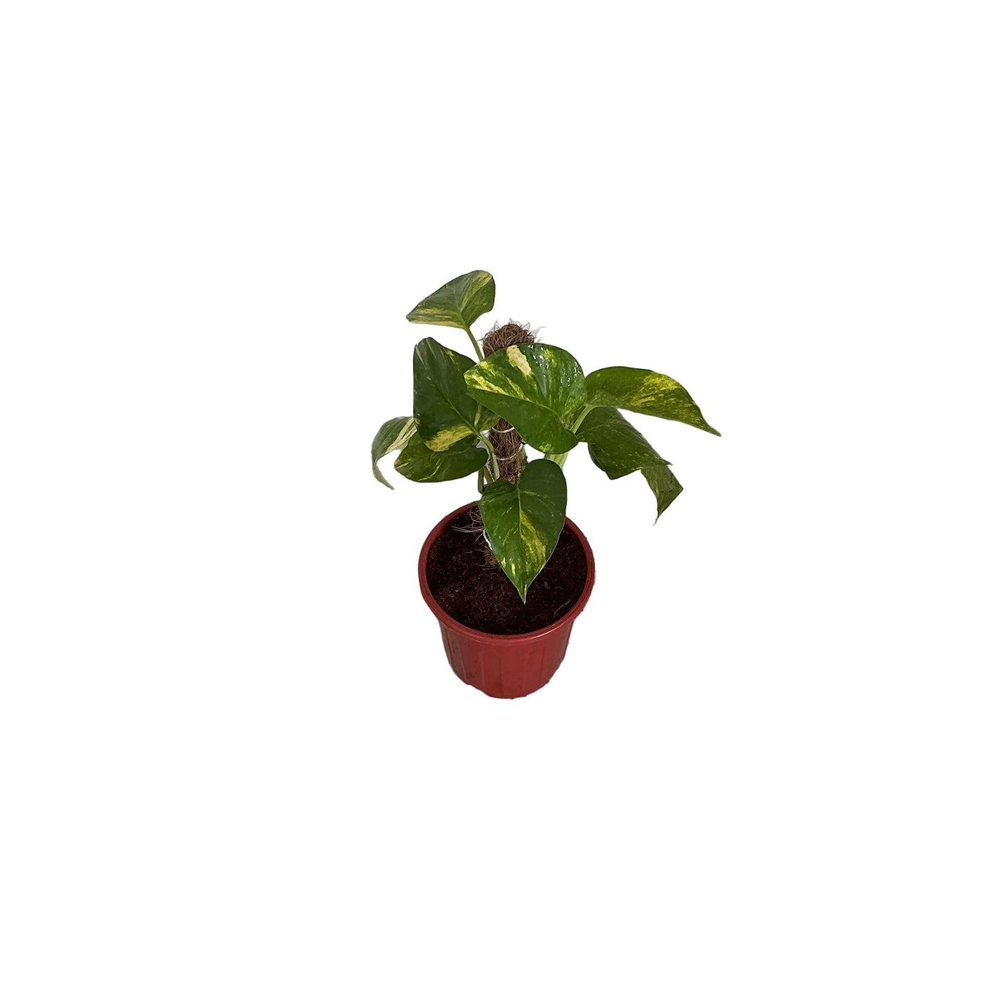 Money Plant In 6 Inch Red Nursery plant