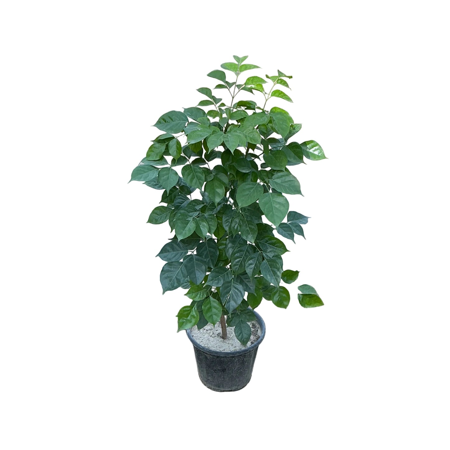 Redar Macheera/China Doll Plant 2.5 To 3 Feet Height In 10 Inch Nursery Pot